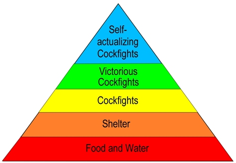 Hierarchy of needs for cockfighting devotees